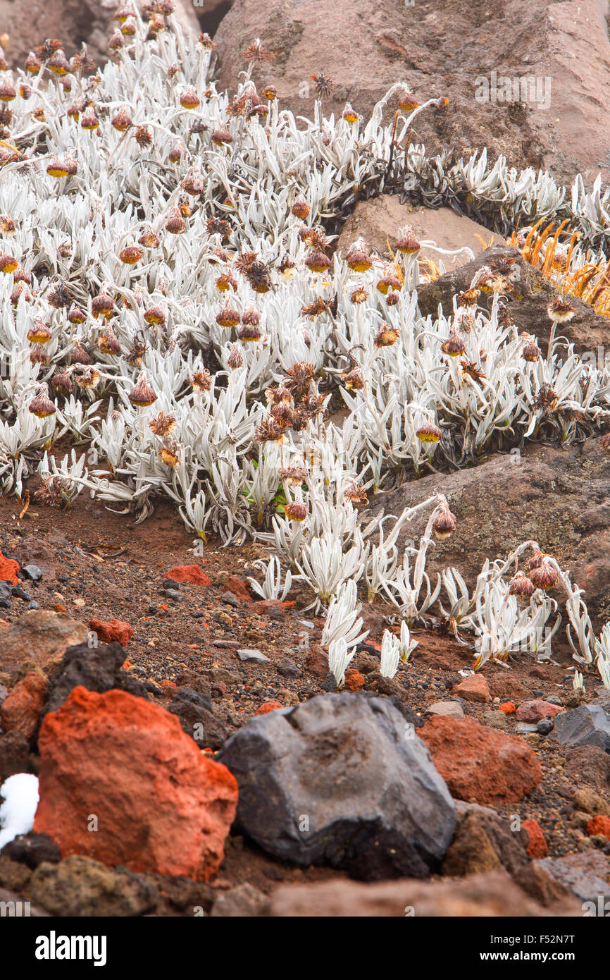 Vegetazione sparsa sul vulcano Cotopaxi Ecuador Foto Stock