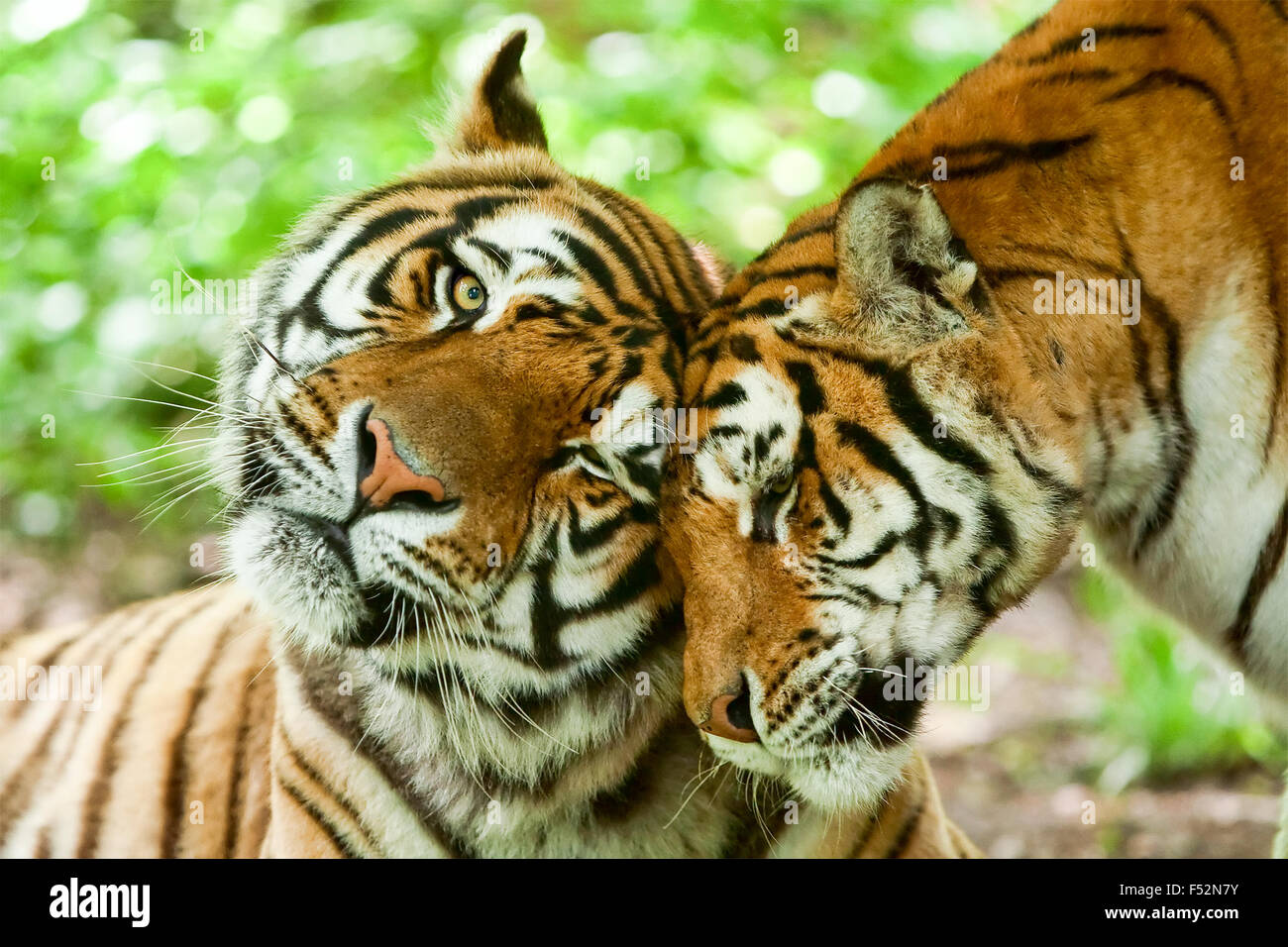 Maschio e femmina Tiger in un romantico pongono nel loro habitat naturale Foto Stock