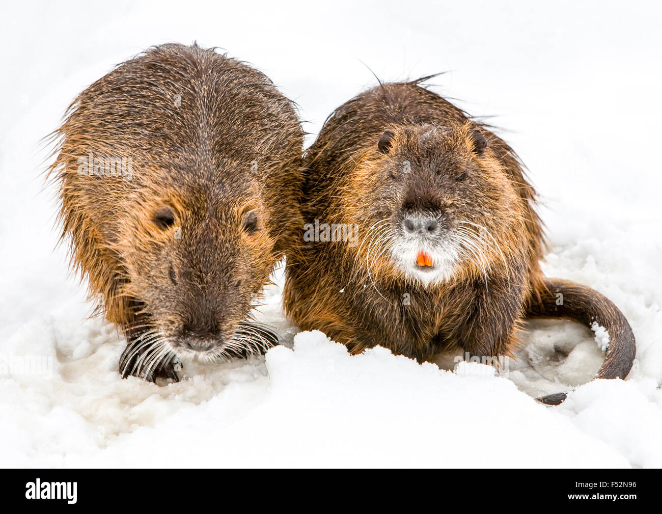 Una coppia di castoro in cerca di cibo da vicino Foto Stock