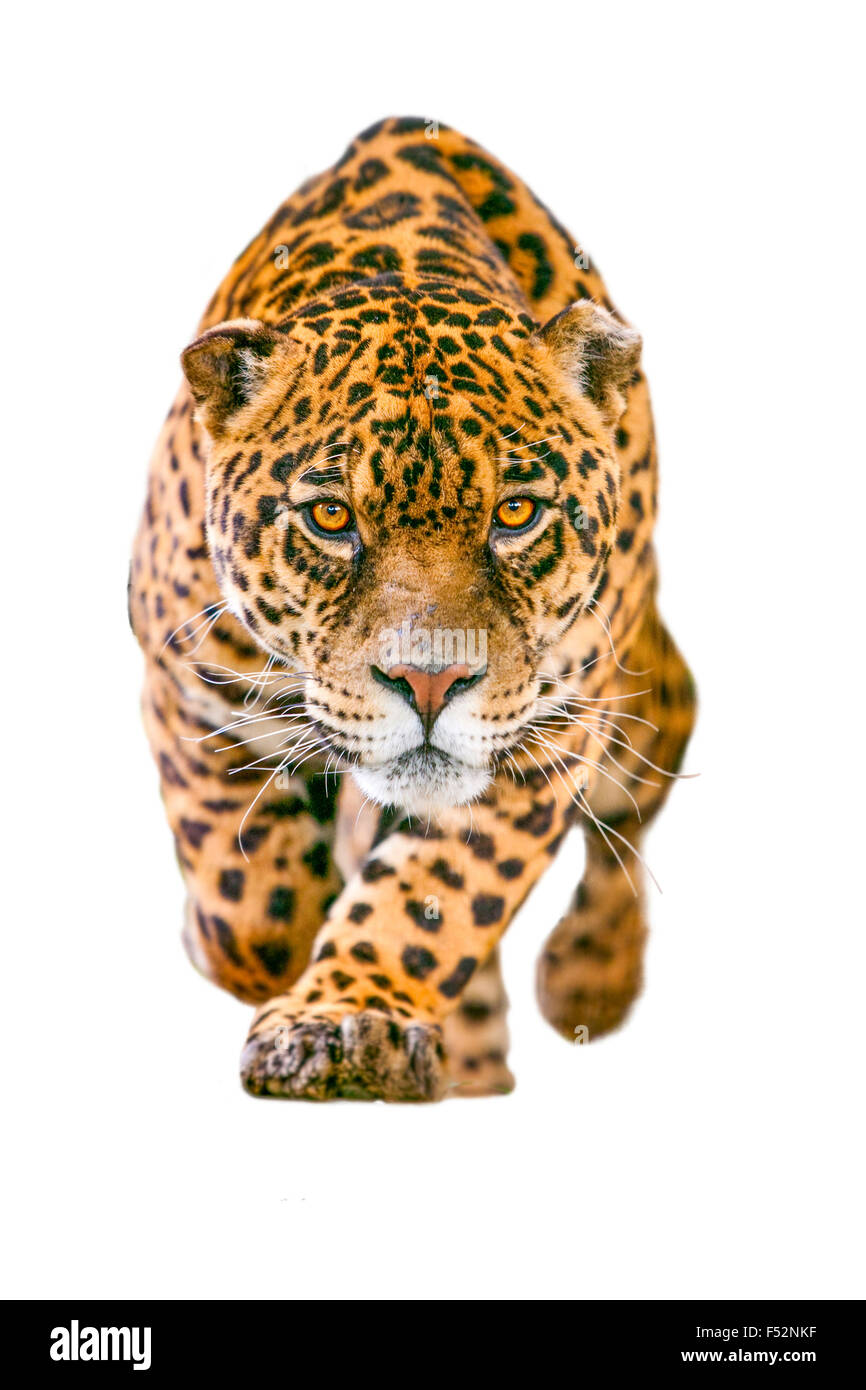 Wild Cat Jaguar isolato su bianco Foto Stock