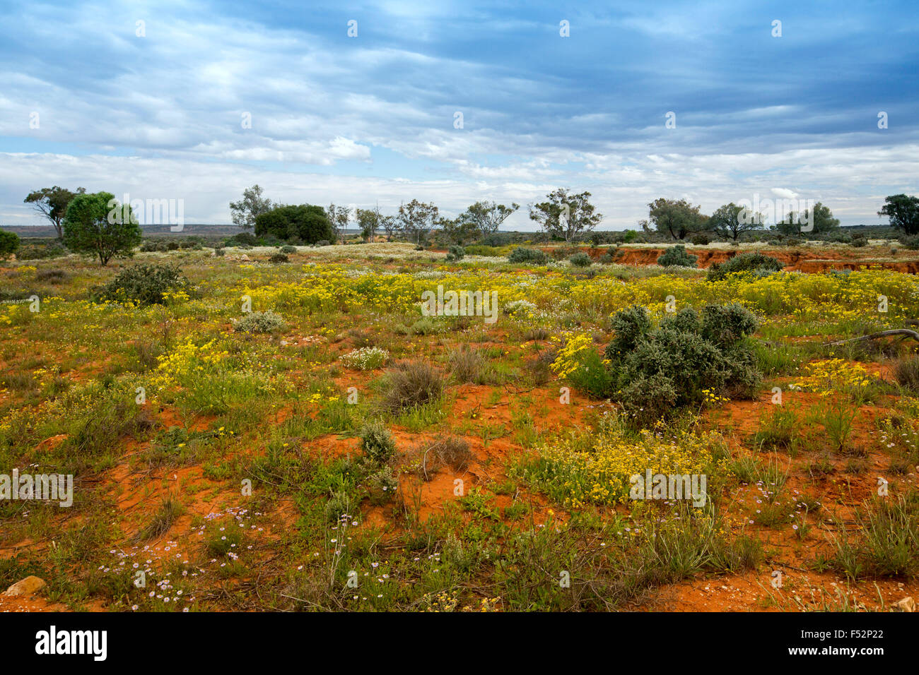 Colorato entroterra australiano di paesaggio con vaste pianure rosso sotto il cielo blu tappezzato di giallo e bianco fiori selvatici dopo la pioggia Foto Stock