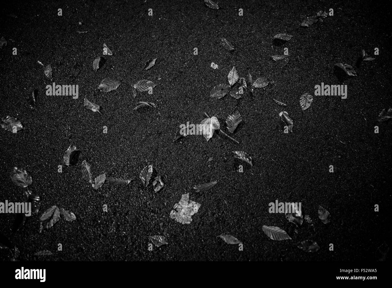 Appena caduta foglie sul parcheggio superficie - in bianco e nero Foto Stock