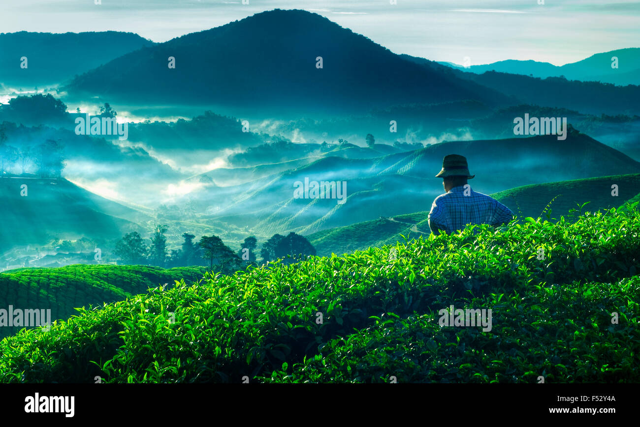 Agricoltore la piantagione di tè in Malesia cultura il concetto di occupazione Foto Stock