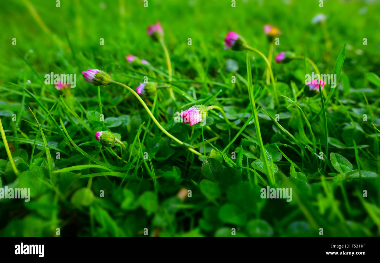 Chiuso margherite rosa Foto Stock