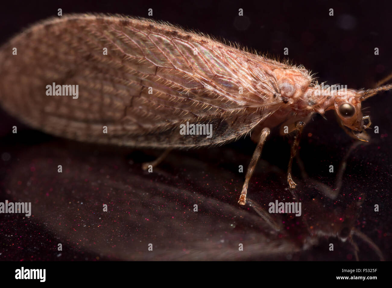 Close up ritratto di lacewing mostra il dettaglio delle ali lunghe Foto Stock