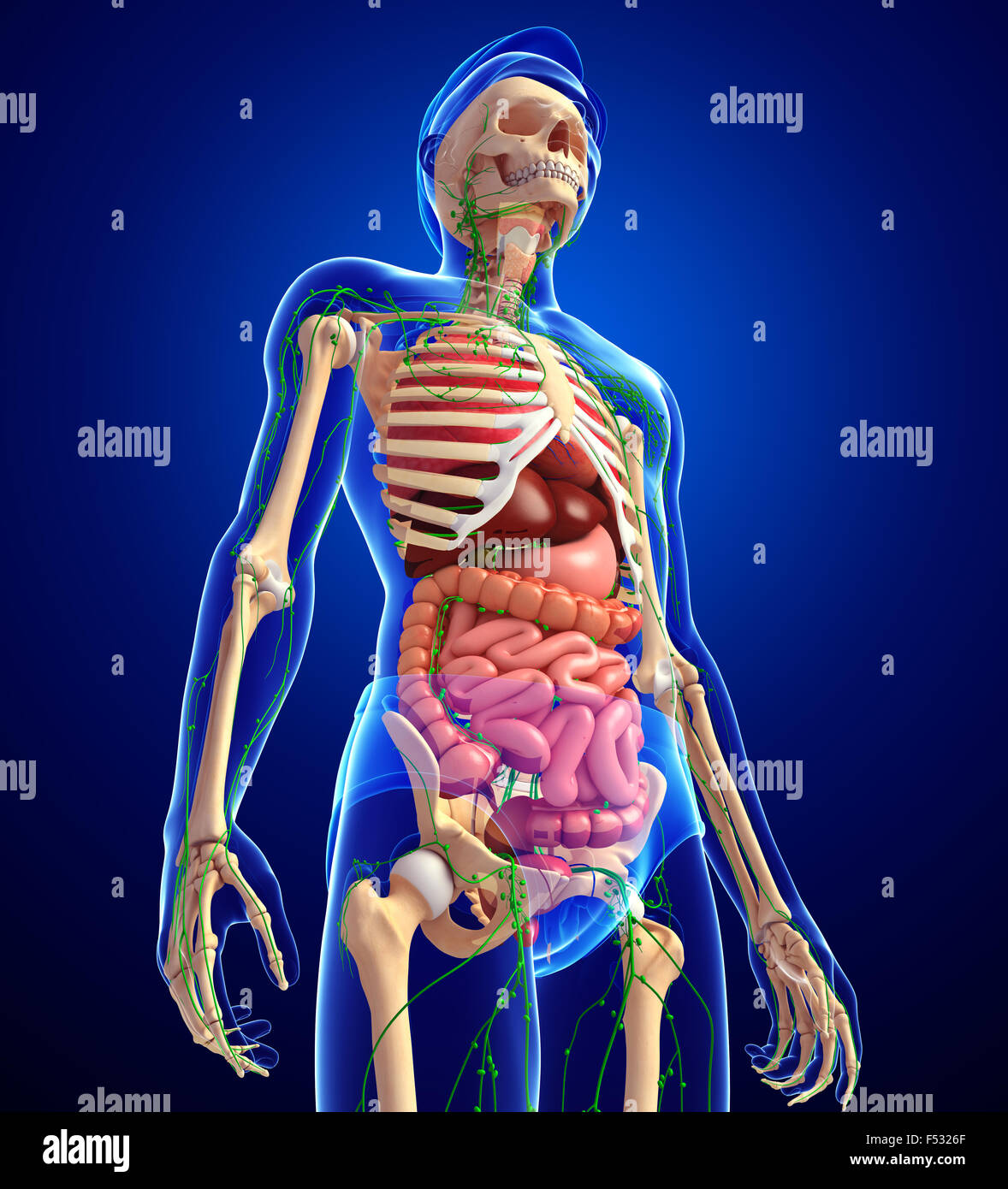 Illustrazione del corpo maschio linfatico, scheletrica e apparato digerente artwork Foto Stock