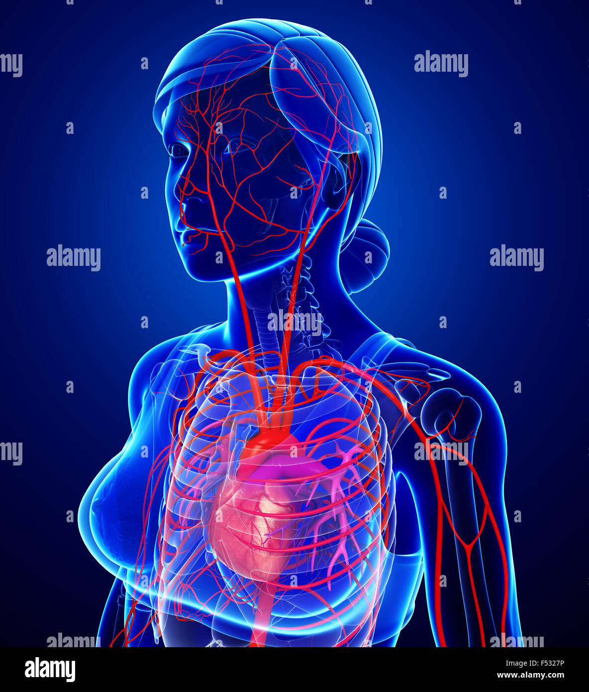 3d reso illustrazione della femmina sistema arterioso Foto Stock