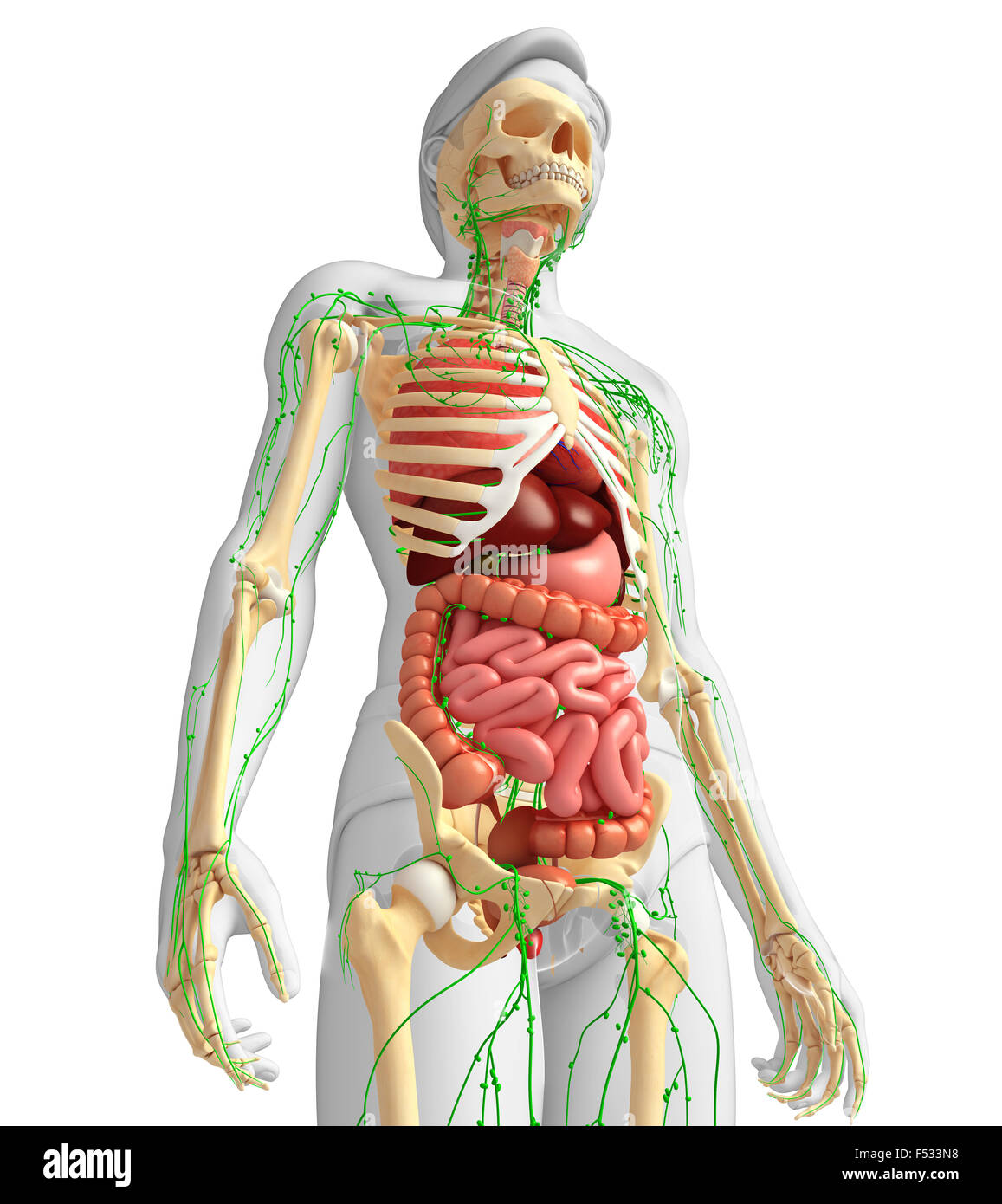 Illustrazione del corpo maschio linfatico, scheletrica e apparato digerente artwork Foto Stock