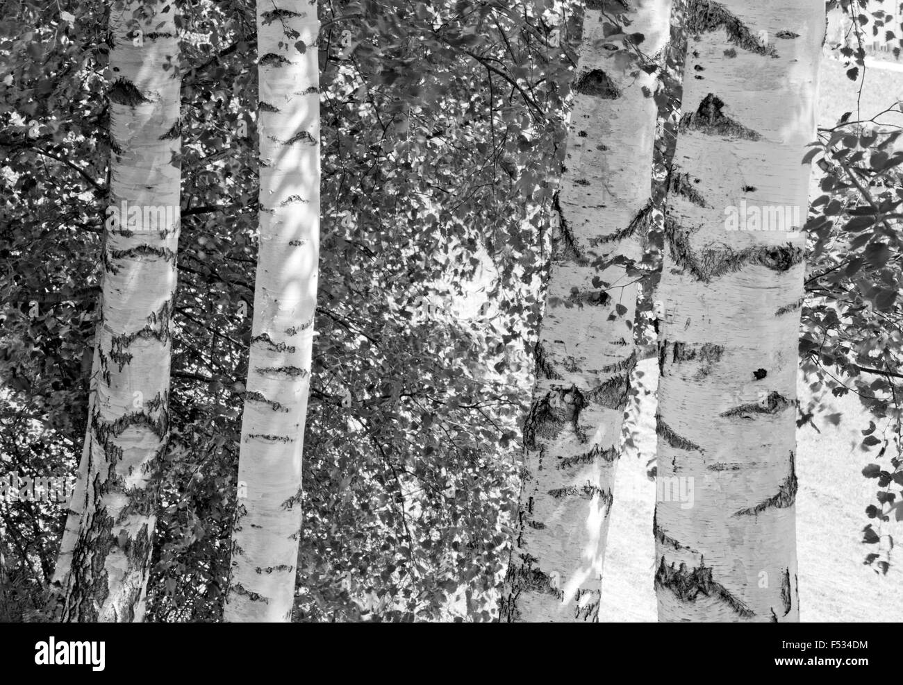 Tronchi di betulla e foglie, s/w Foto Stock