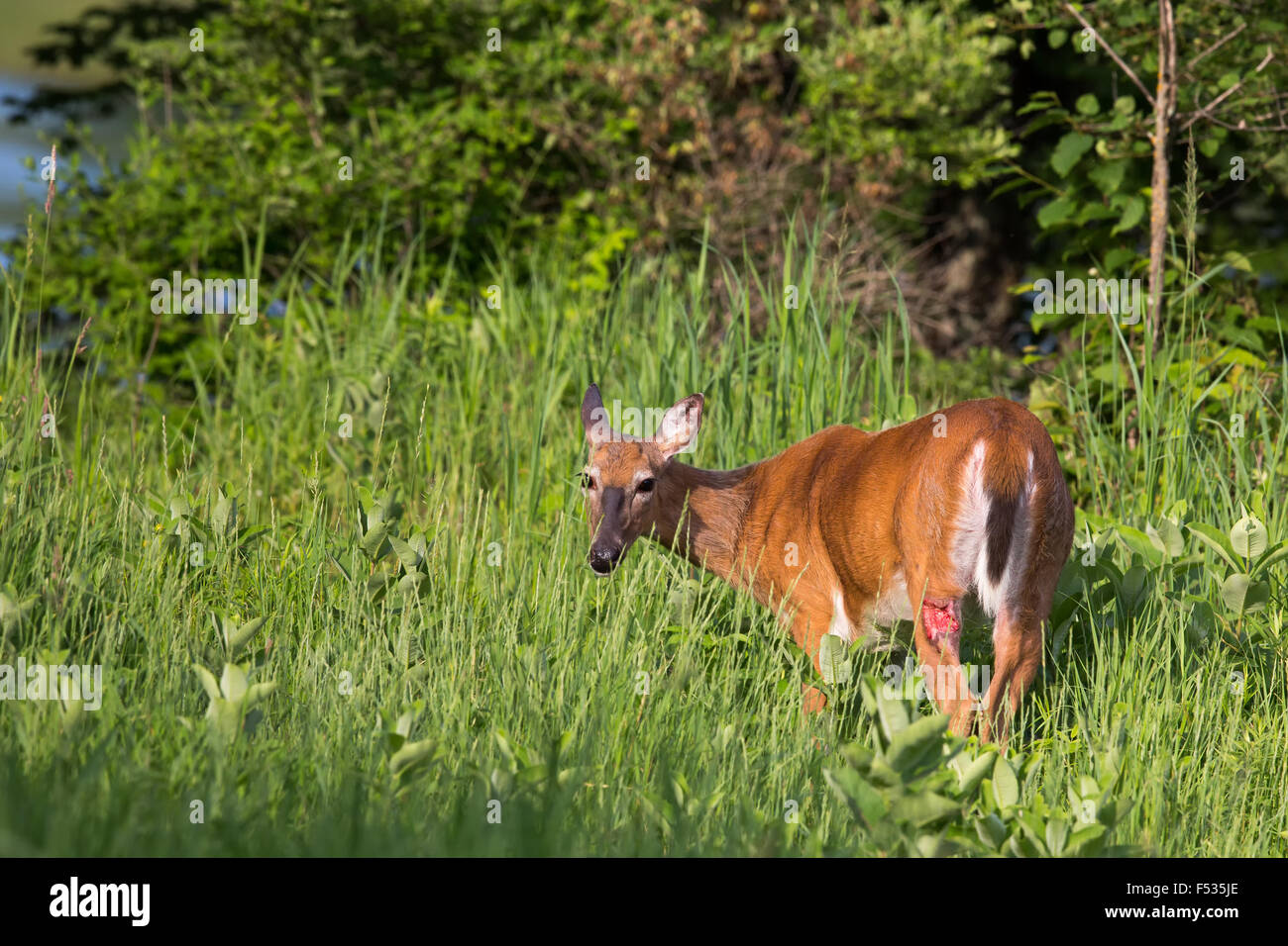 White-tailed deer con gamba ferita Foto Stock