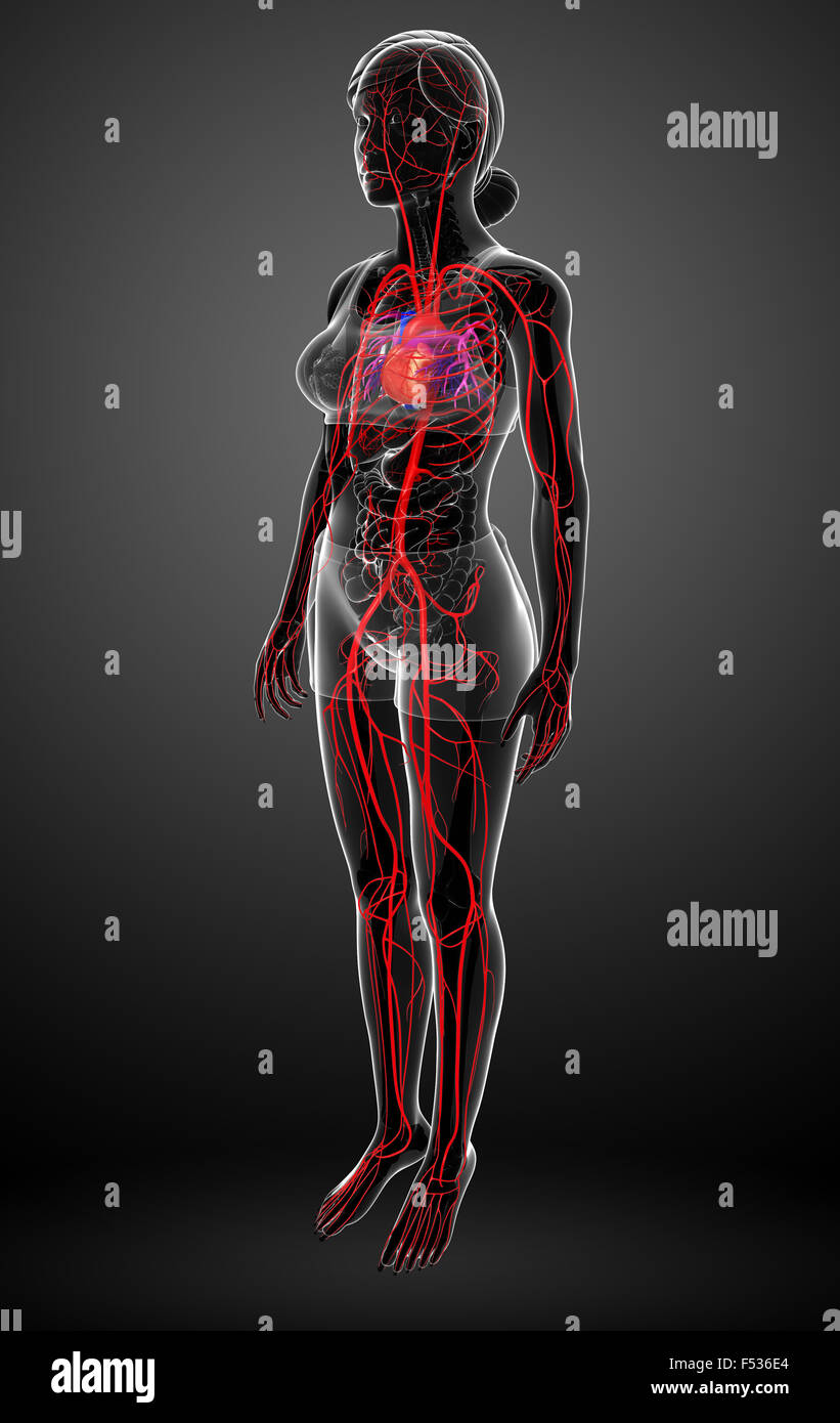 3d reso illustrazione della femmina sistema arterioso Foto Stock