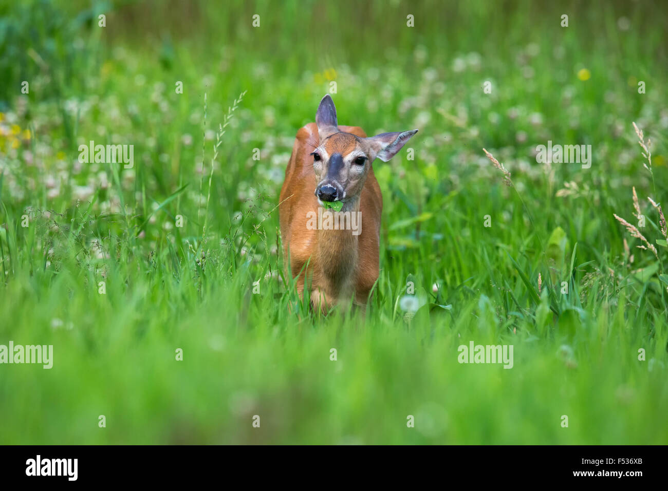 White-tailed deer Foto Stock