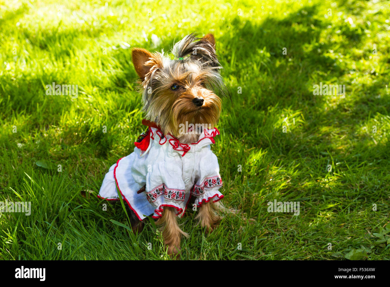 Filato york terrier sul prato selvatico in ucraino vestiti nazionali Foto Stock