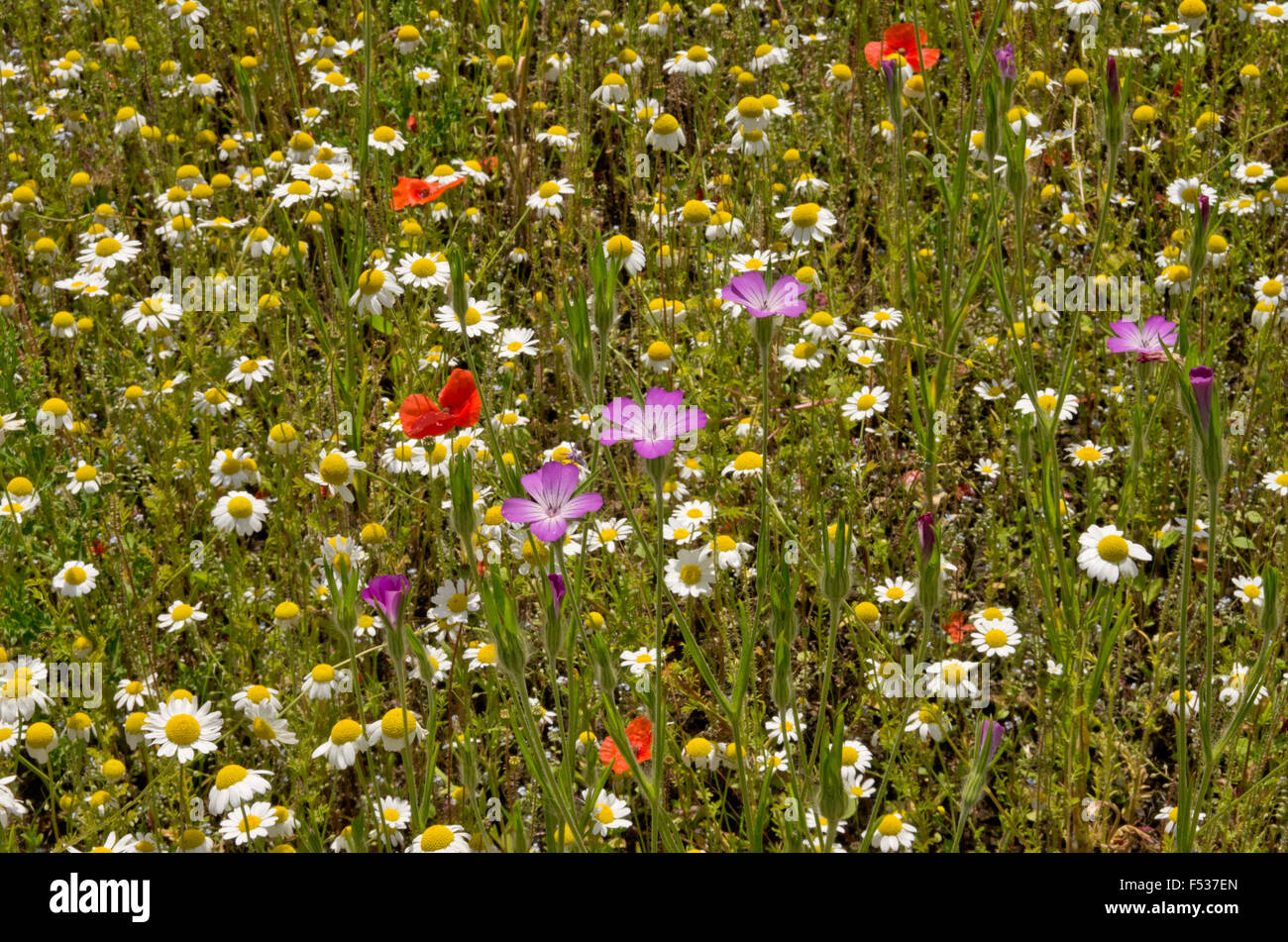 Fiore selvatico prato Foto Stock