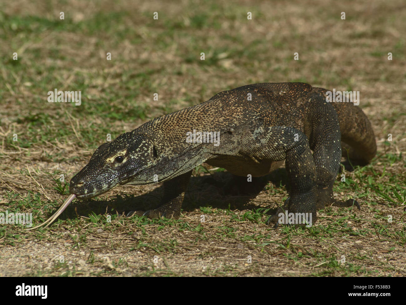 Drago di Komodo, Varanus komodoensis, aggirava con la sua lingua biforcuta il campionamento dell'aria. Isola di Rinca, vicino all isola di Komodo, Indones Foto Stock