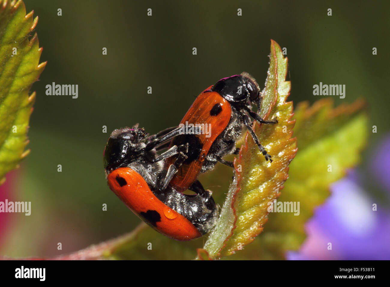 Coleottero di foglia, Clytra laeviuscula, accoppiamento Foto Stock