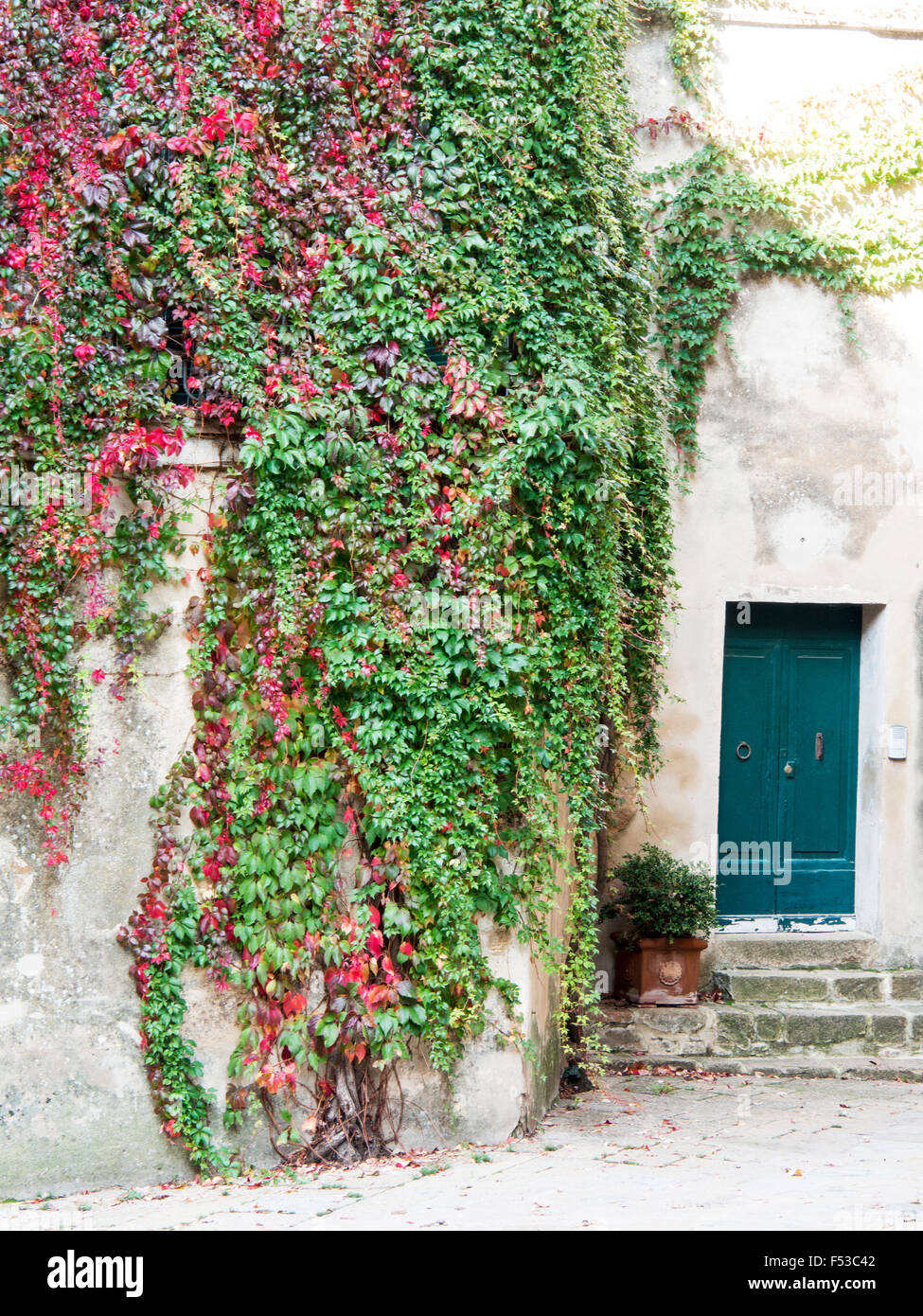 L'Europa, Italia, Toscana, Monticchiello. Edera rosso coprente le pareti degli edifici del comune di Monticchiello. Foto Stock