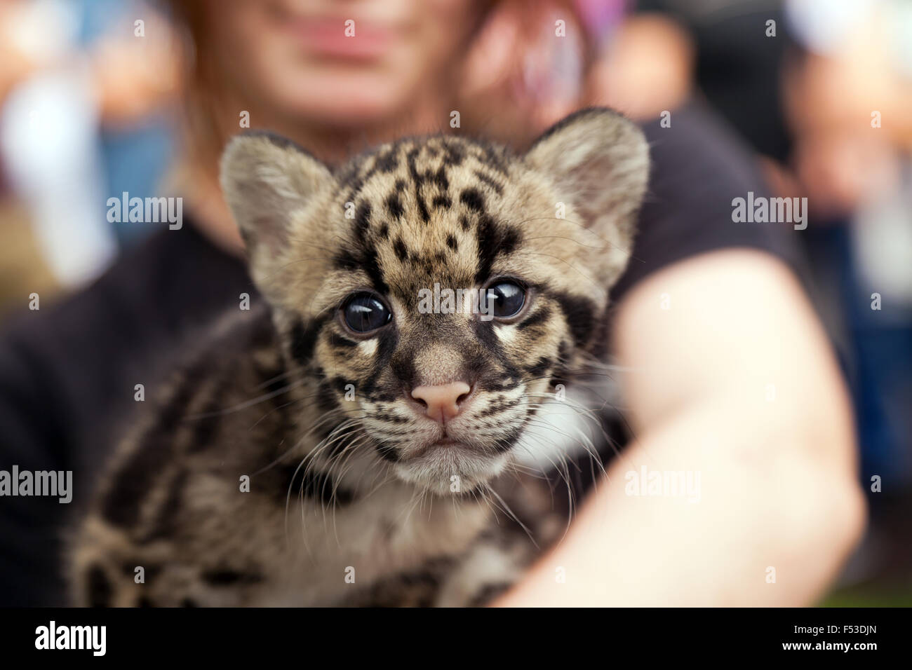 Close-up di un offuscato Leppard Cub durante un animale incontro presso le specie rare Conservation Centre, Sandwich, Kent. Foto Stock