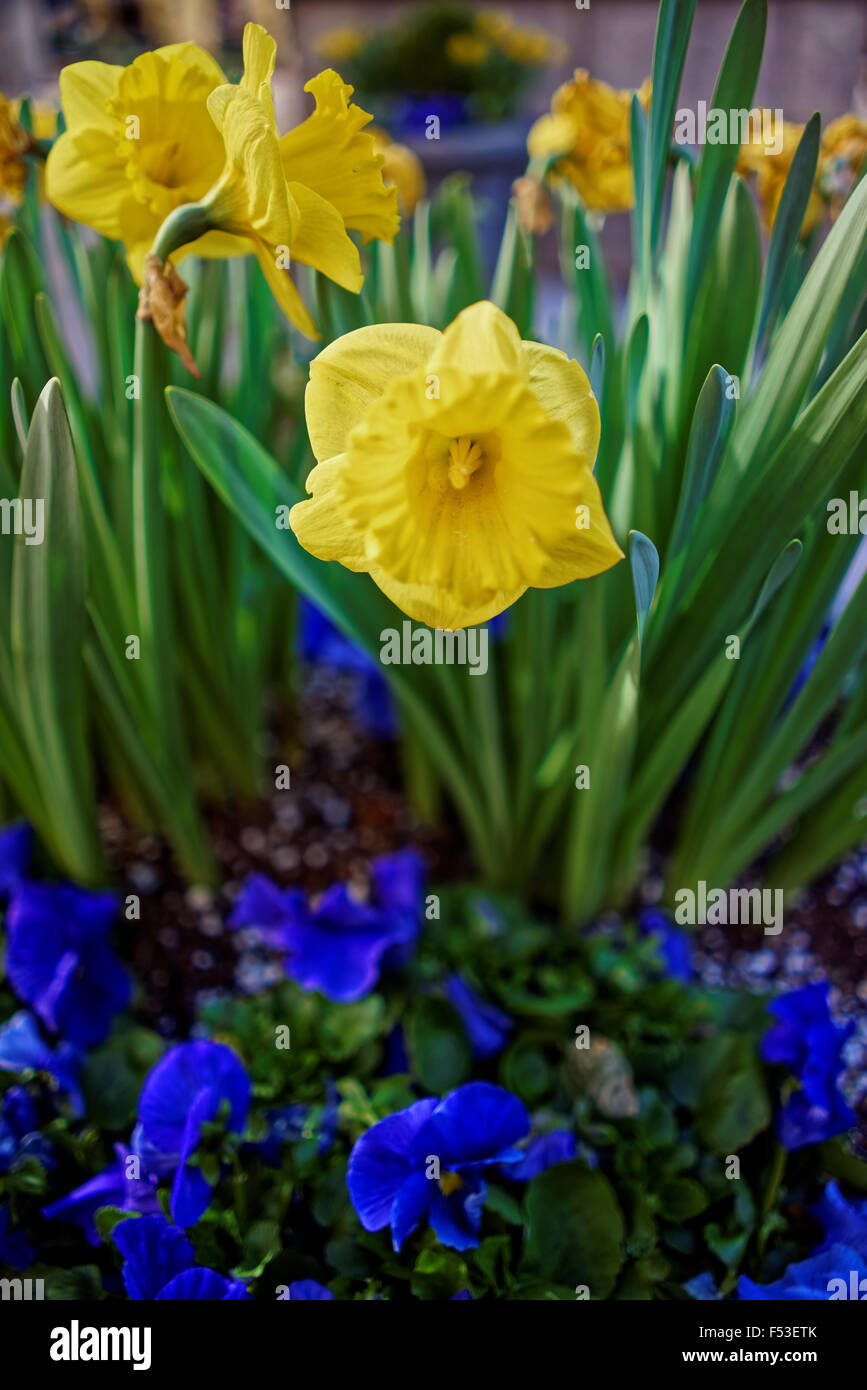 La molla nella città di New York, Stati Uniti d'America. Le viole e narcisi su sfondo natura sotto la luce diretta del sole Foto Stock
