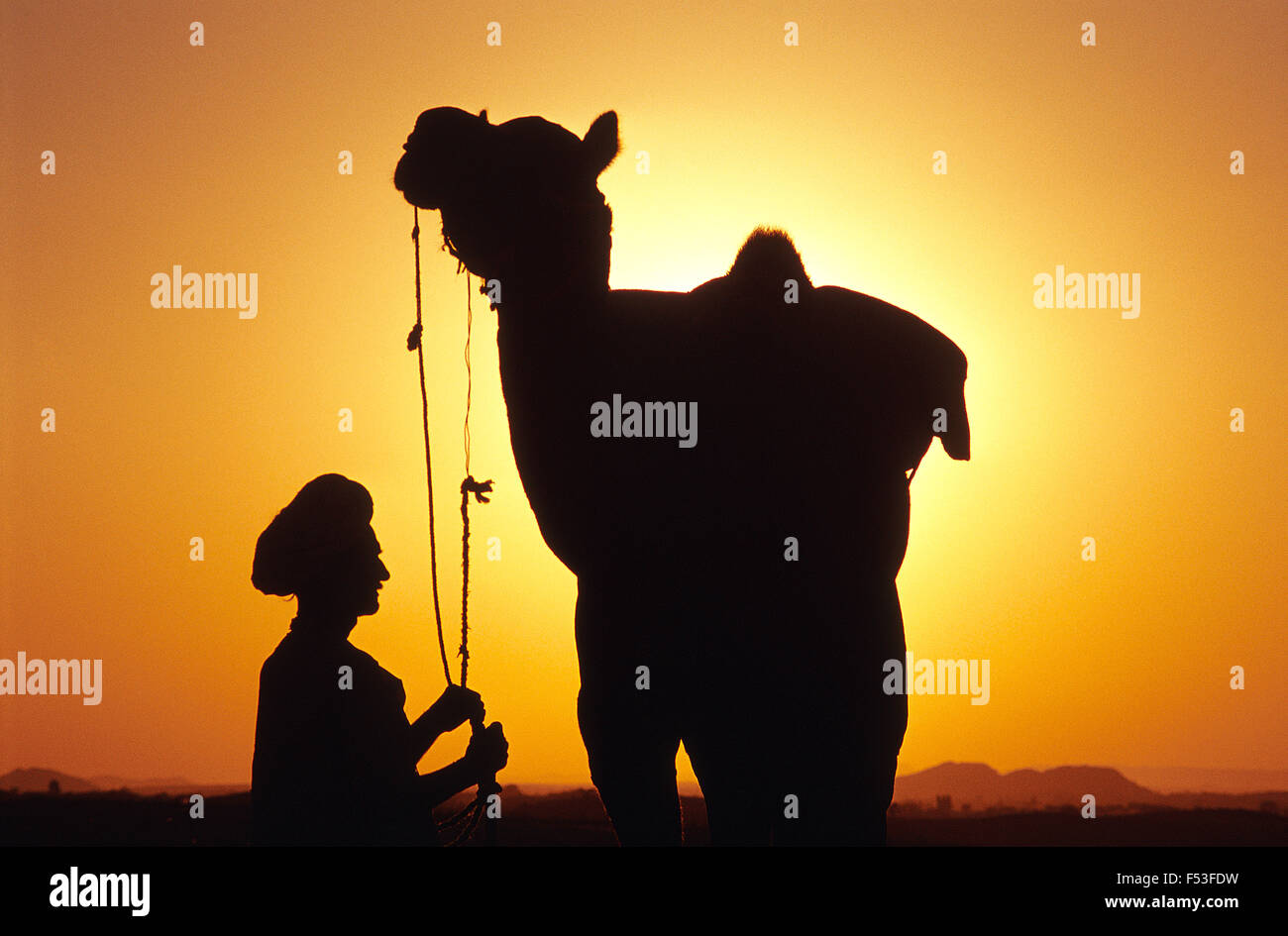 L'agricoltore e il suo dromedario al momento del tramonto durante il Pushkar fiera del bestiame. Foto Stock