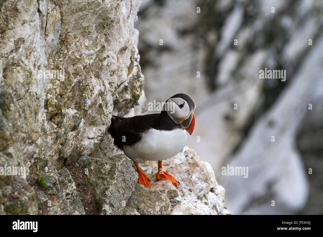 Puffin su Bempton Cliffs, East Yorkshire, Regno Unito. Foto Stock