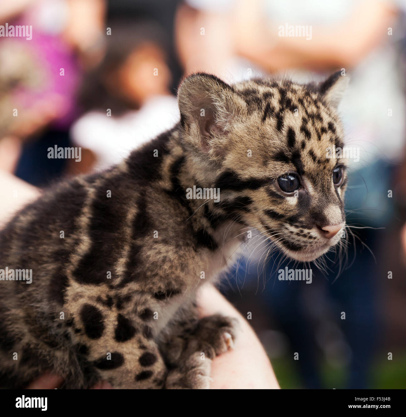 Close-up di un offuscato Leppard Cub durante un incontro degli animali presso il Le specie rare Conservation Centre, Sandwich, Kent. Foto Stock