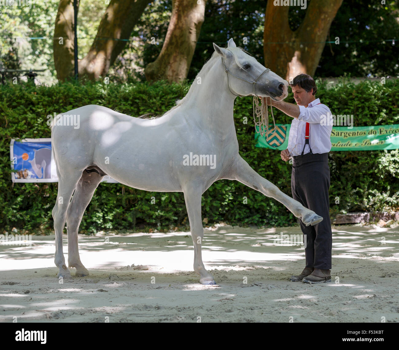 José Vintém e il suo Lusitano 'Baucher' horse , III West Lusitano Horse Festival Parque D. Carlos I - Caldas da Rainha Maggio 2014 Foto Stock