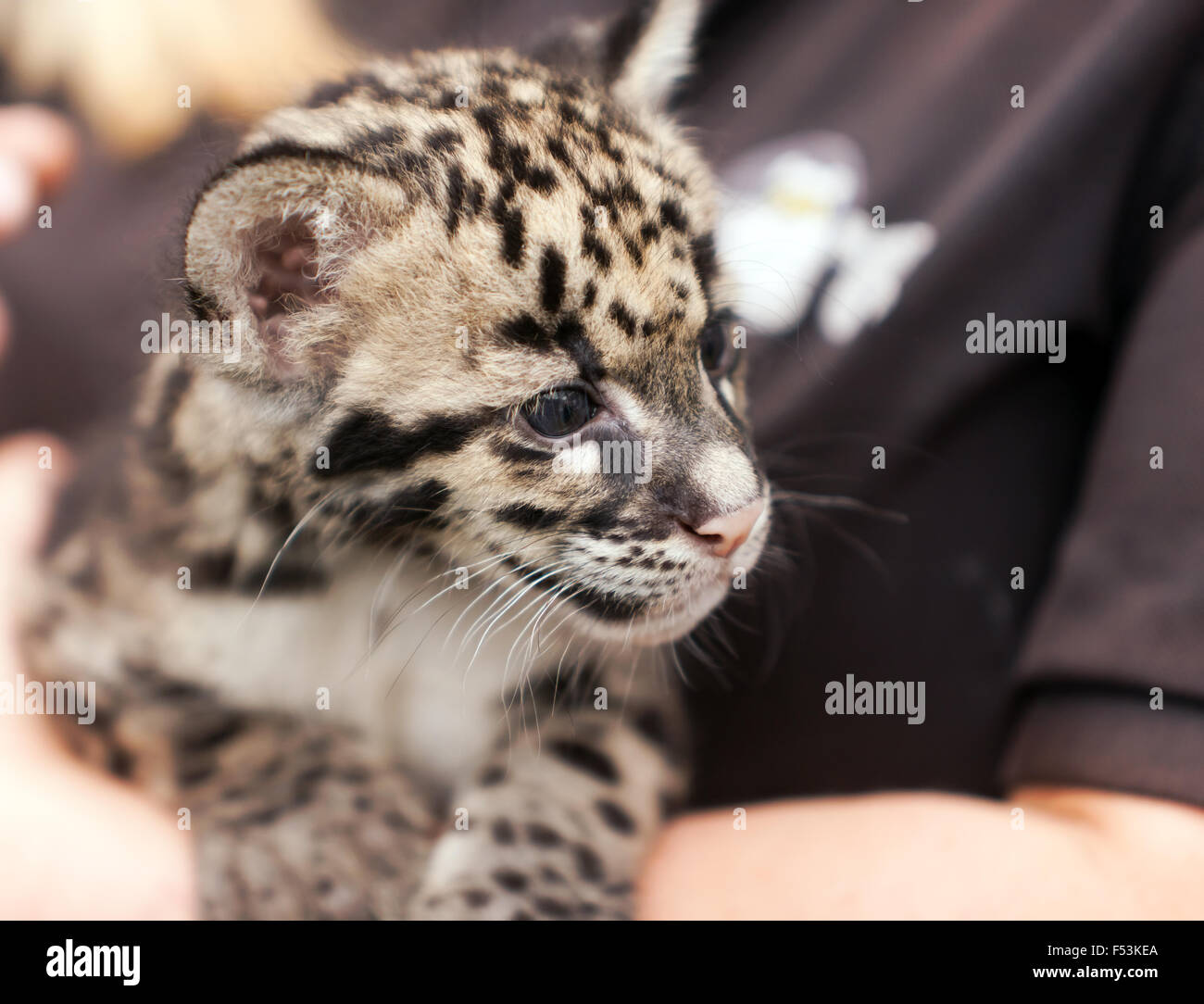 Close-up di un offuscato Leppard Cub durante un animale incontro presso le specie rare Conservation Centre, Sandwich, Kent. Foto Stock