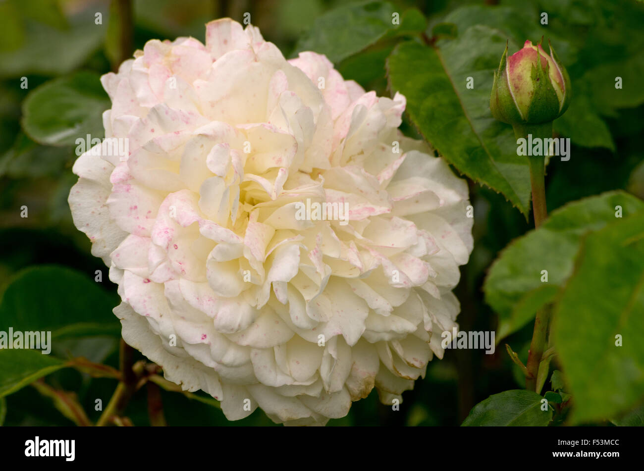 Rose Little White Pet Foto Stock