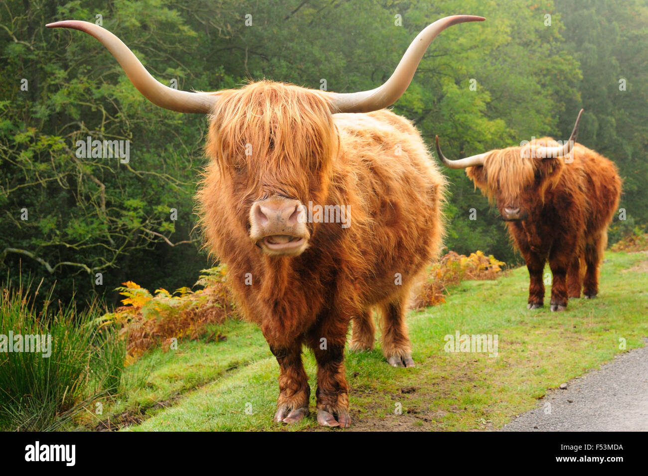 Highland pascolo del bestiame a fianco di una brughiera road. Foto Stock