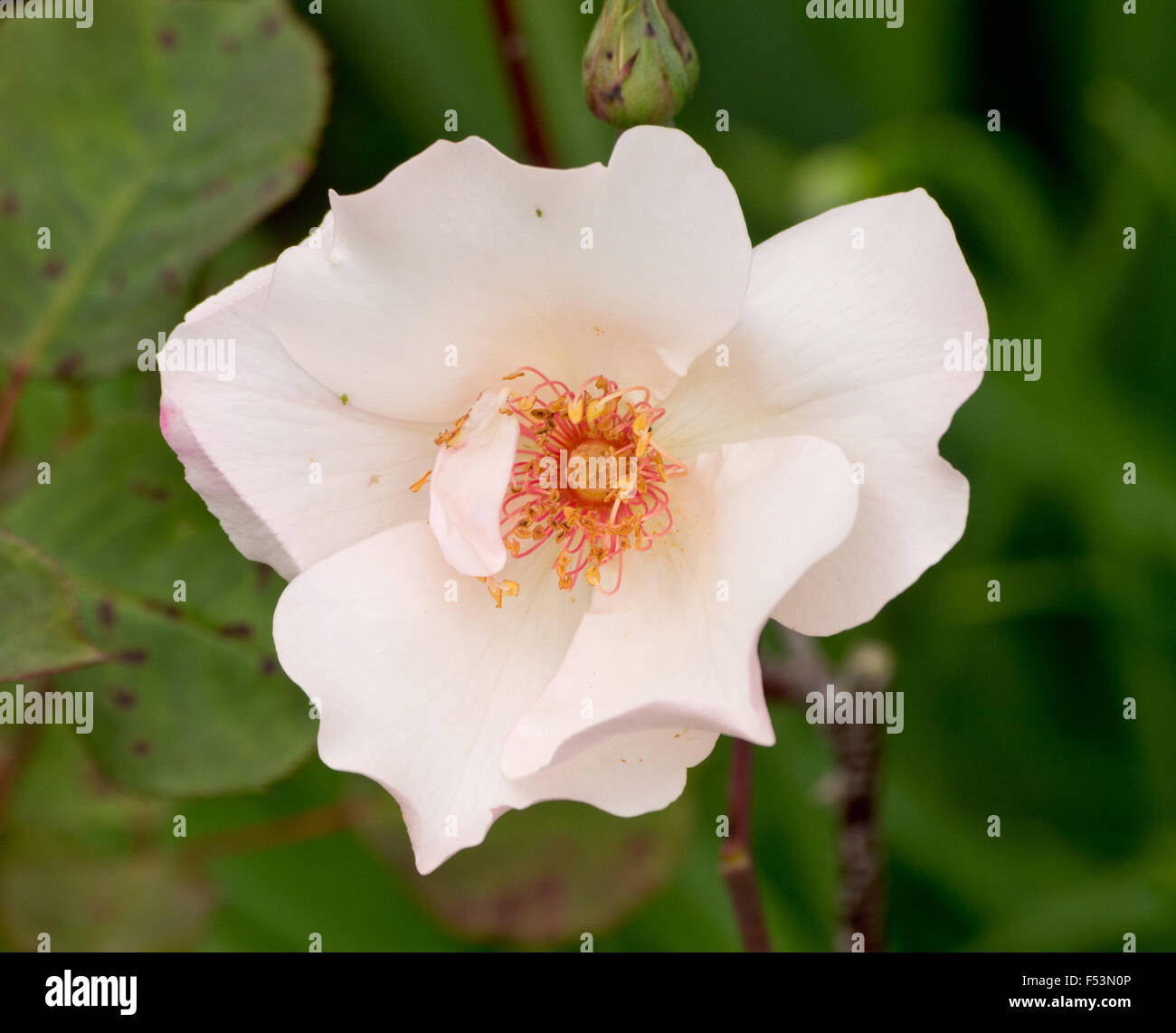 Rose ali bianche Foto Stock