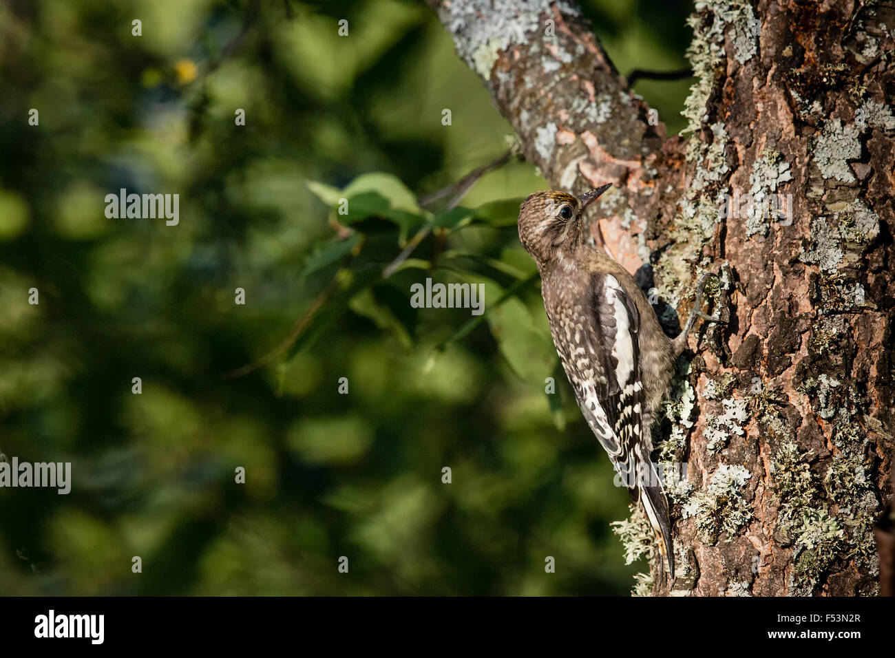 A becco giallo - sapsucker immaturo Foto Stock