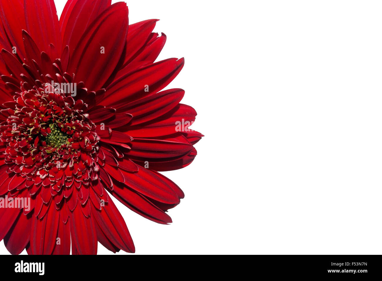 Rosso fiore di gerbera isolati su sfondo bianco Foto Stock