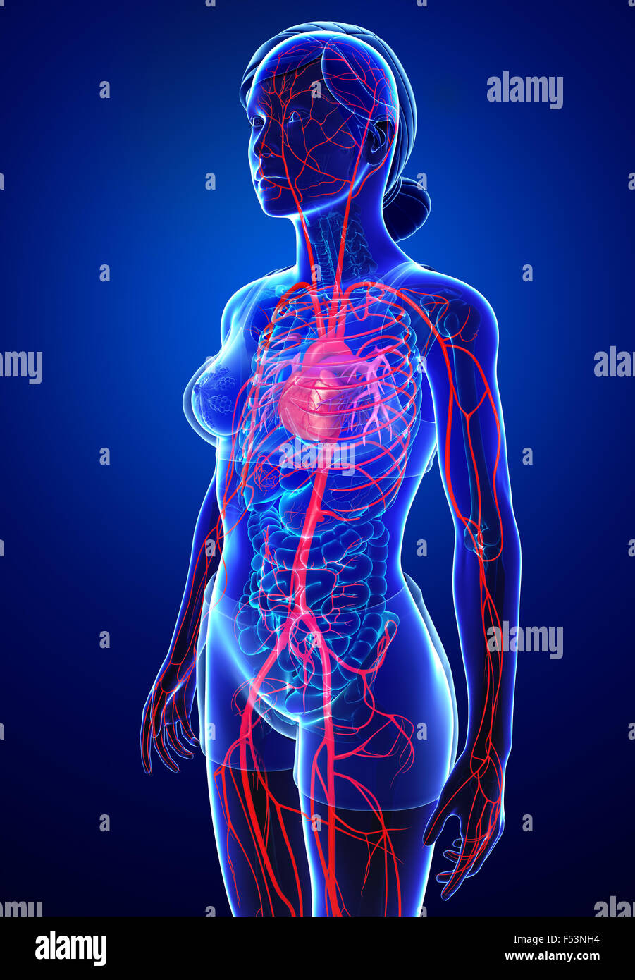 3d reso illustrazione della femmina sistema arterioso Foto Stock