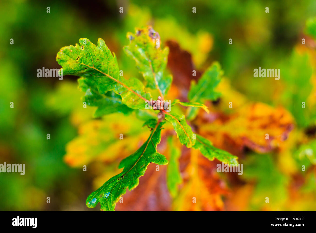 Golden, marrone, rosso e oro Foglie di autunno Foto Stock