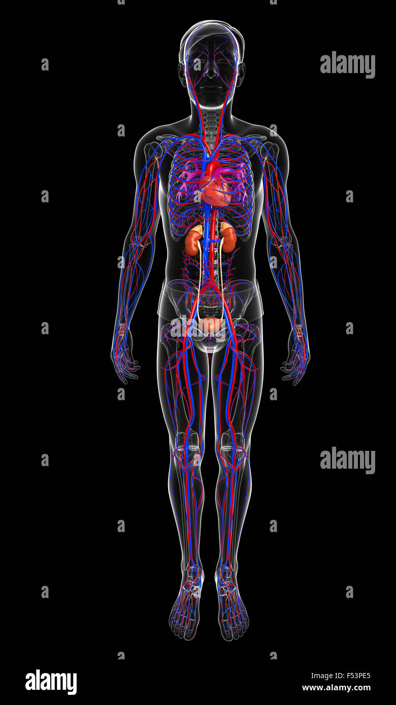 3d reso illustrazione del maschio sistema arterioso Foto Stock