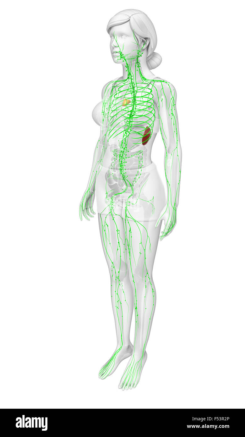Illustrazione del corpo umano il sistema linfatico Foto Stock