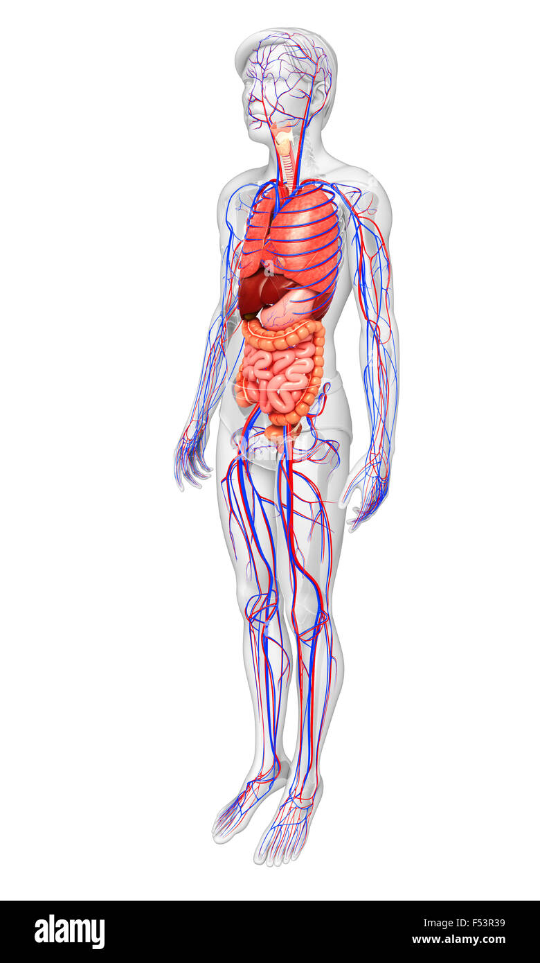 Digestivo e il sistema circolatorio del corpo maschio artwork Foto Stock