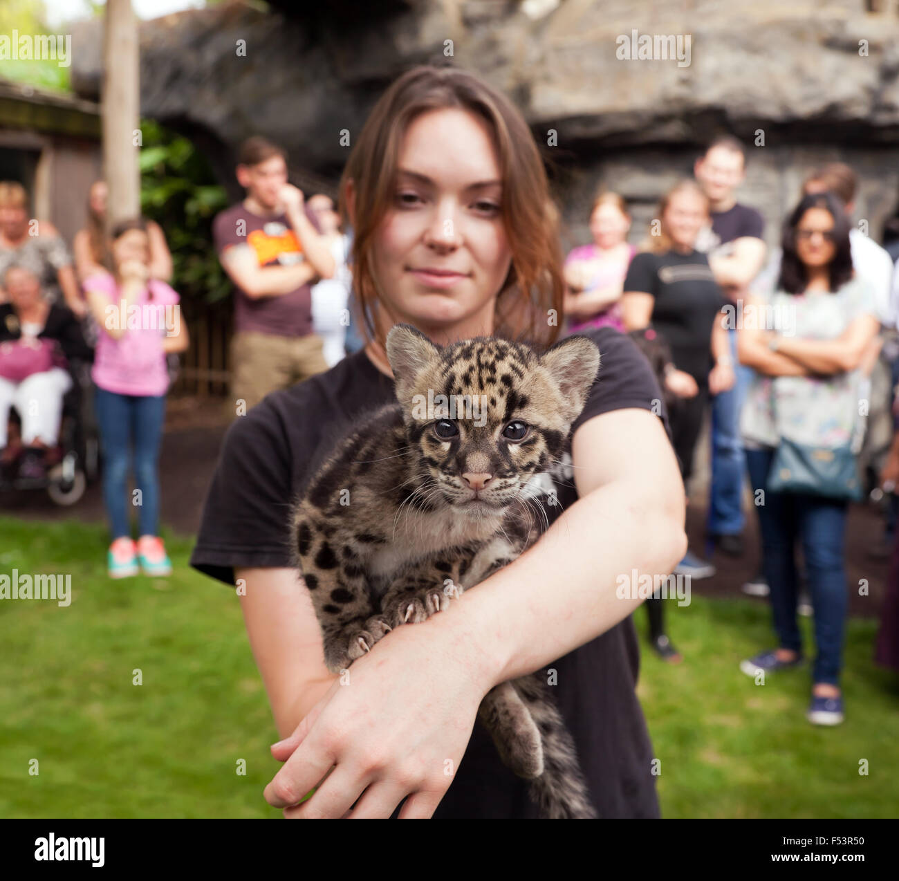 Incontro degli animali con un 9 mese-vecchio leopardo nuvola Cub (Neofelis nebulat) le specie rare Conservation Centre Sandwich Kent. Foto Stock