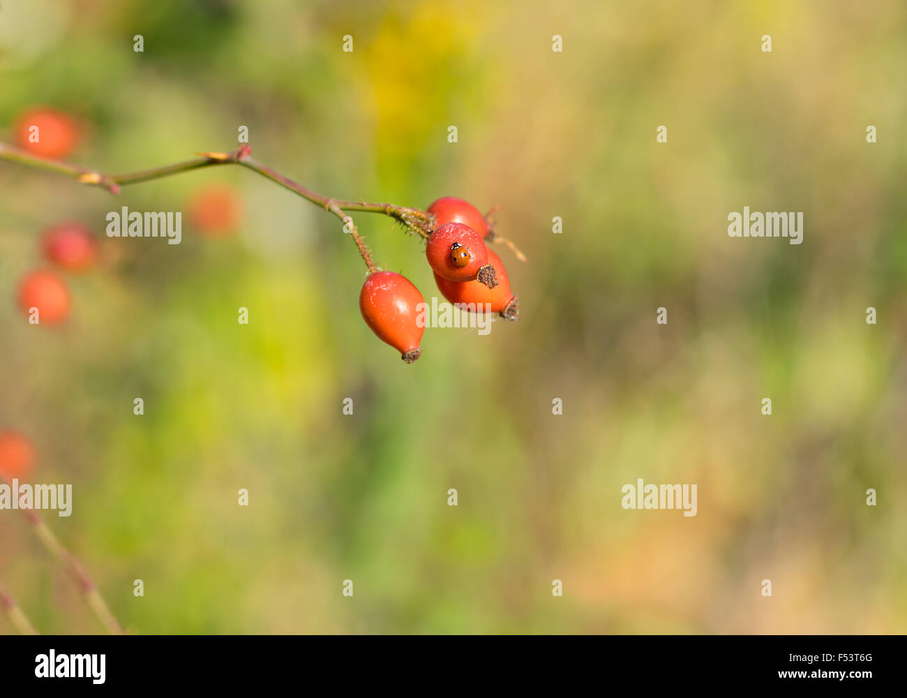Hips organico con coccinella avente un bagno di sole in un giardino autunnale Foto Stock