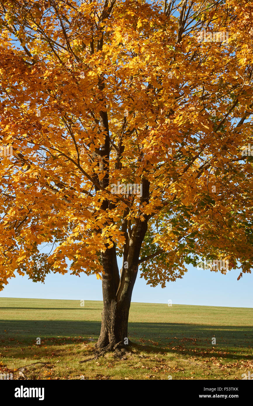 Lone acero in autunno, York County, Pennsylvania, STATI UNITI D'AMERICA Foto Stock