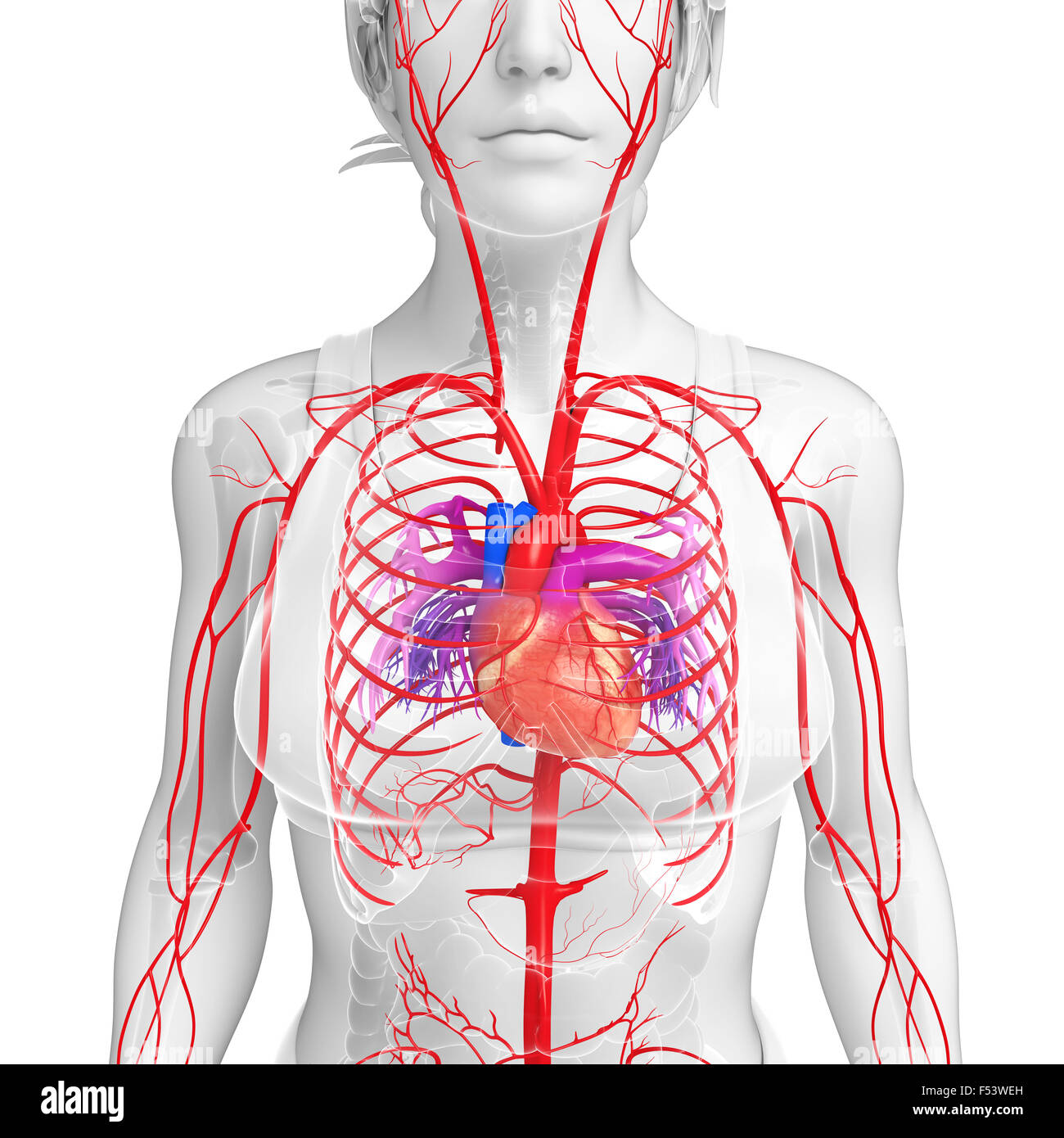 3d reso illustrazione della femmina sistema arterioso Foto Stock