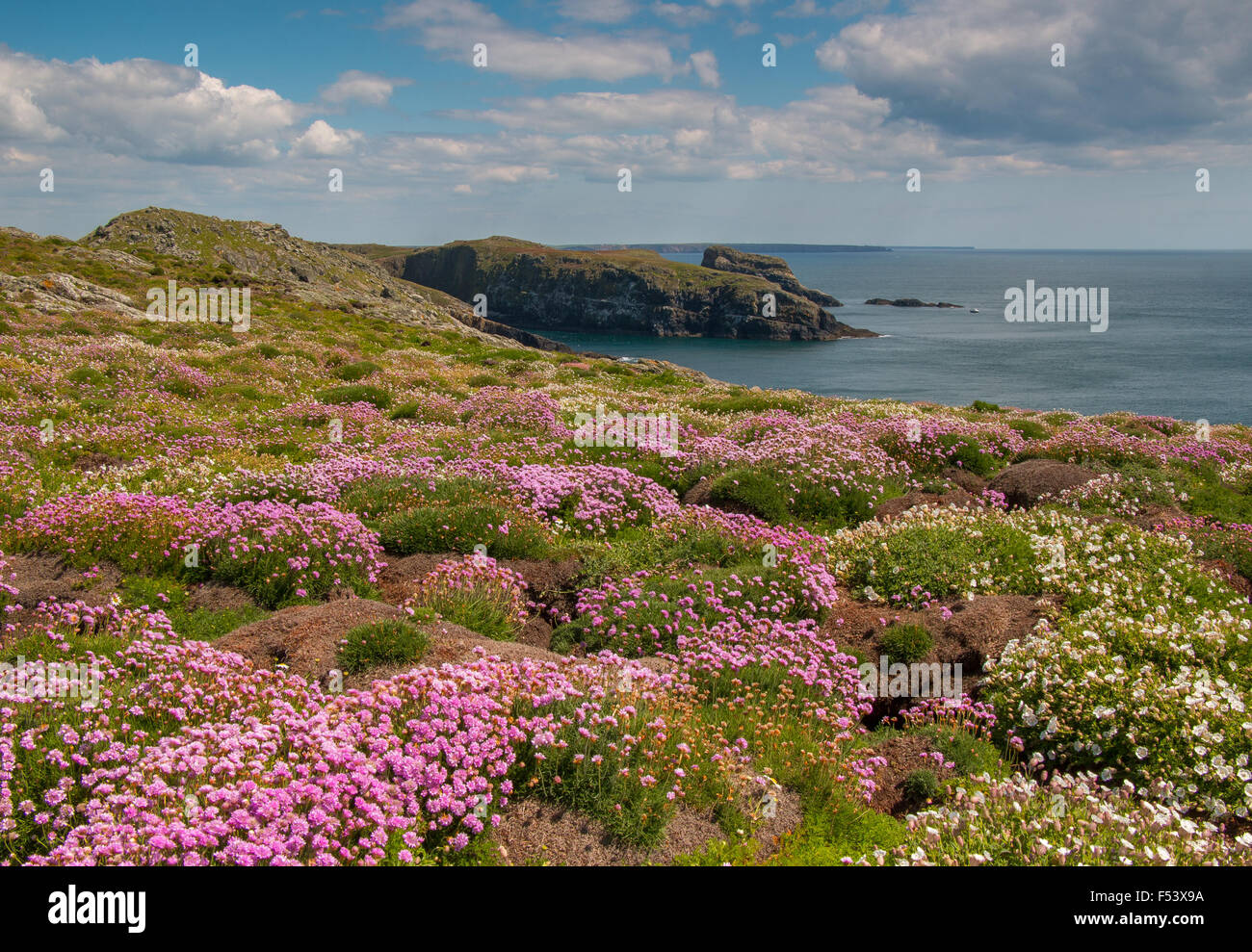 Isola di skomer, Pembrokeshire, Galles Foto Stock