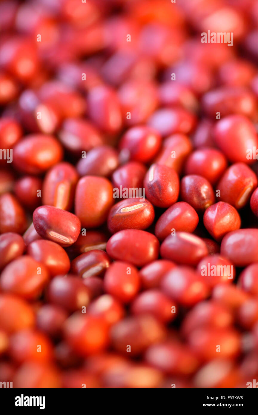 Fagioli Aduki close up. Foto Stock