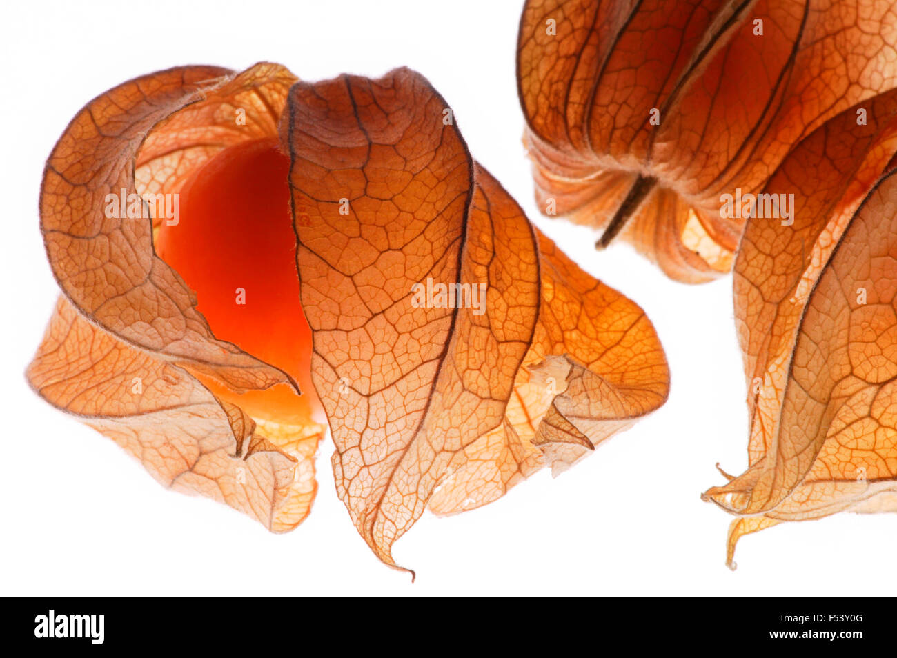 Physalis frutta (lanterna cinese). Arance mature frutto di sfondo bianco. Foto Stock