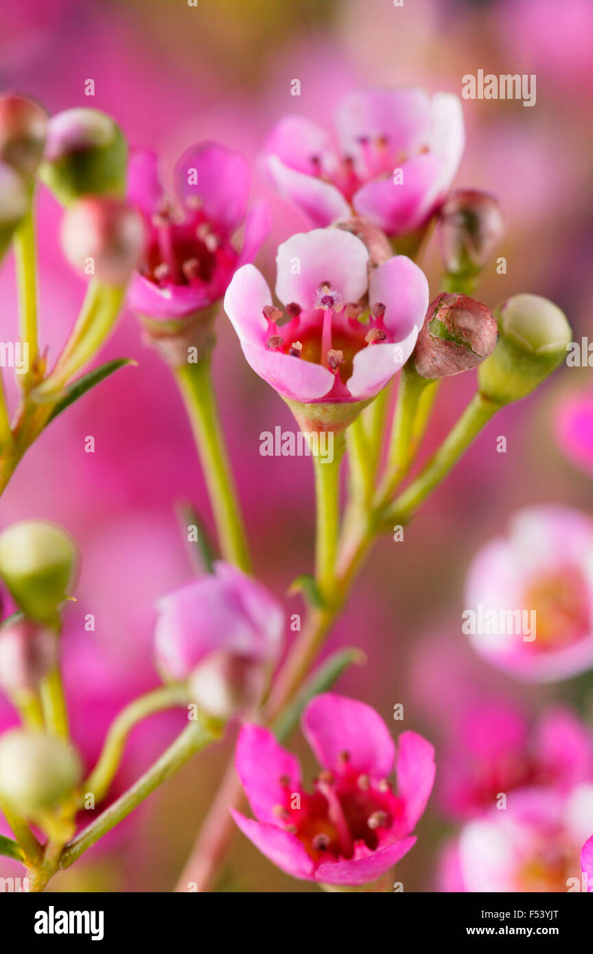 Chamaelaucium Uncinatum (fiore di cera) primo piano di fiori rosa Foto Stock