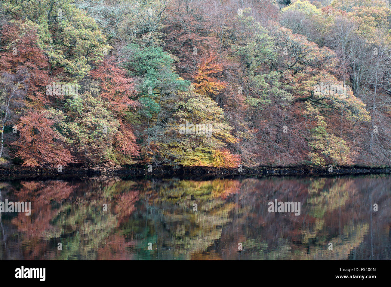 La riflessione di autunno a Loch Faskally, Perthshire Scozia Scotland Foto Stock