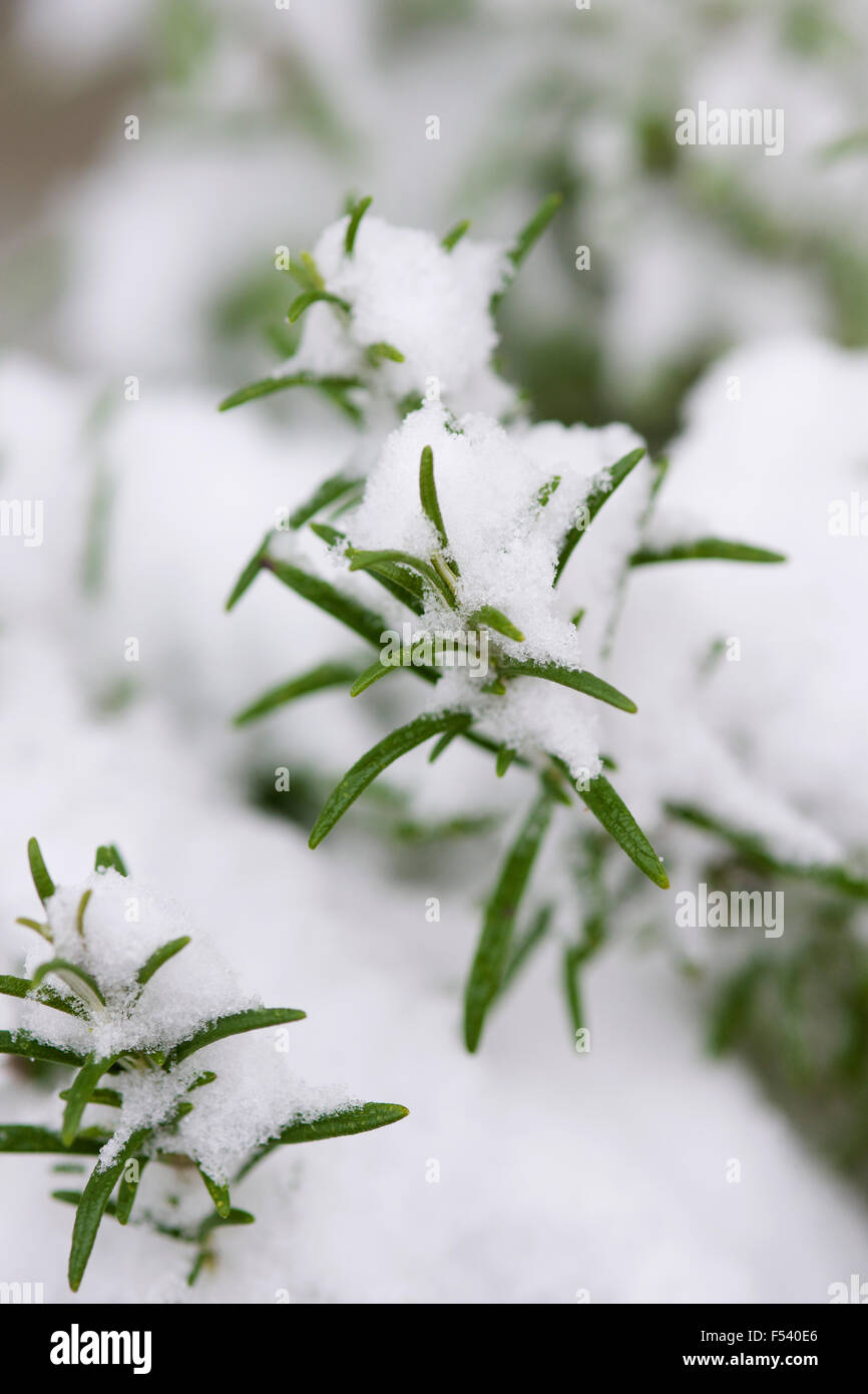 neve su pianta di rosmarino Foto Stock