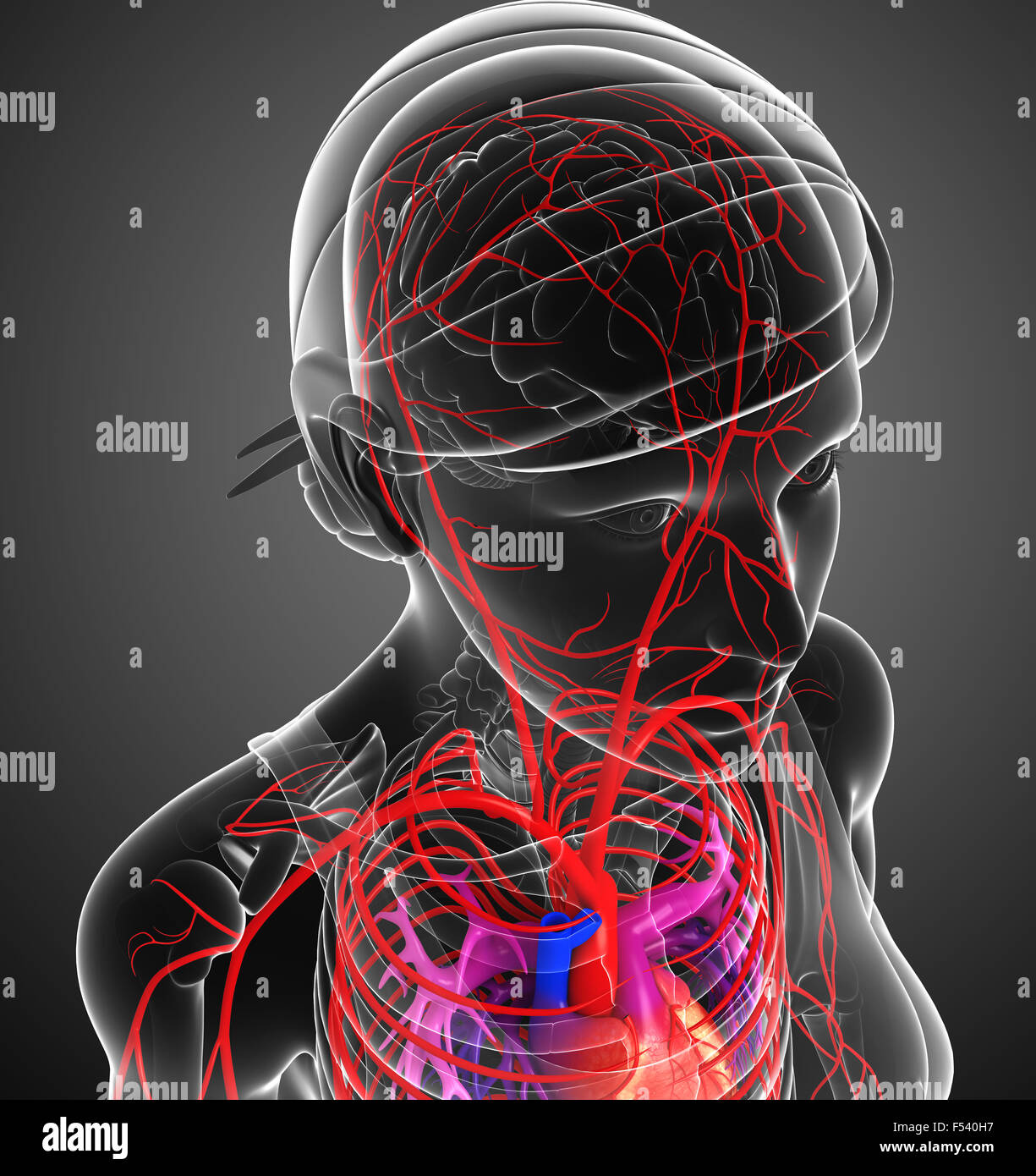 3d reso illustrazione della femmina sistema arterioso Foto Stock