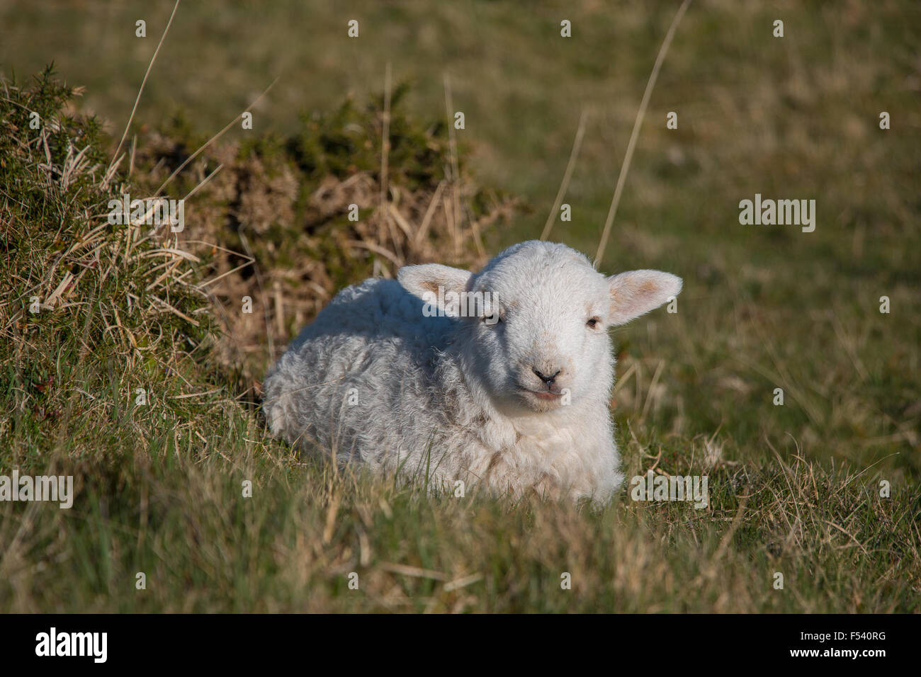 La molla di agnello, Snowdonia, Galles Foto Stock